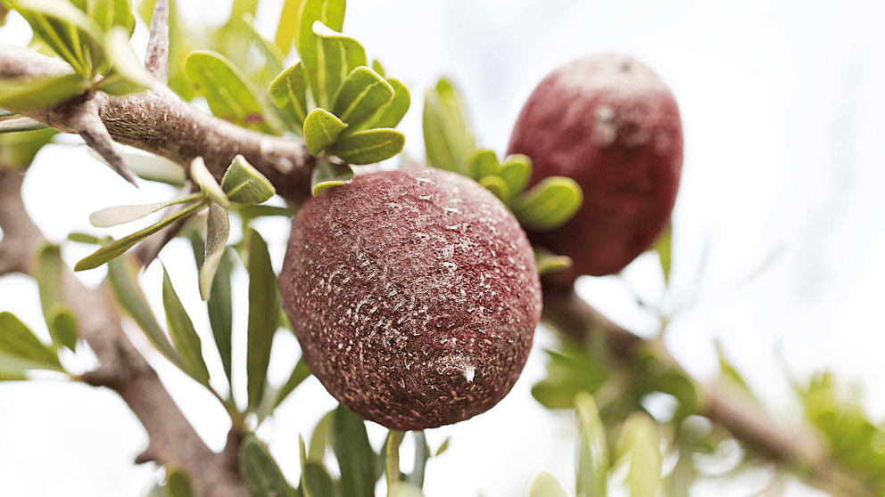 argan
