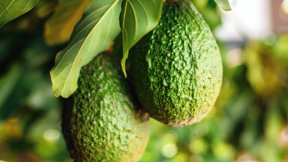 aguacate