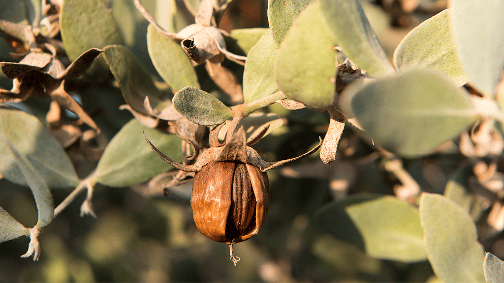 jojoba
