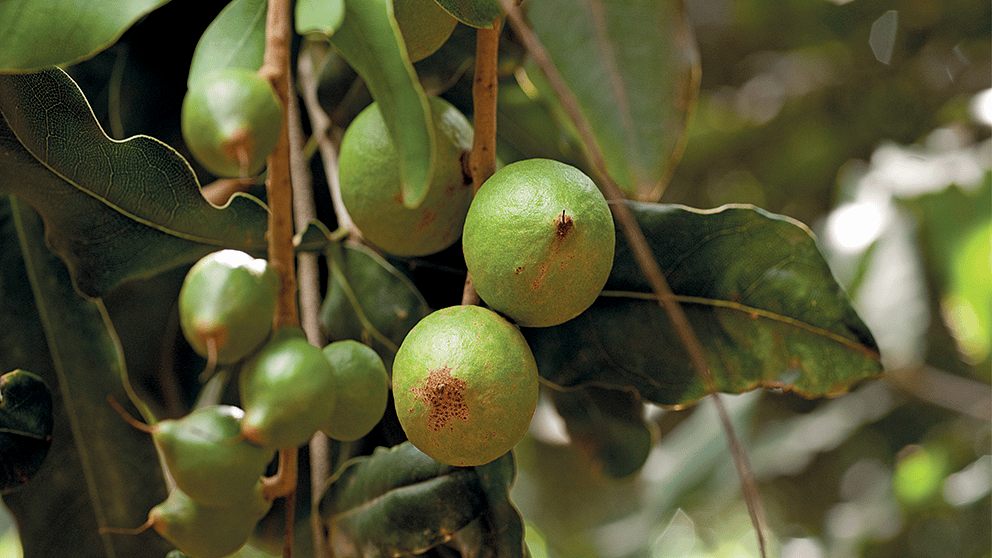 macadamia