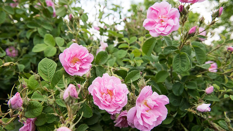 flores de rosa damascena en el árbol