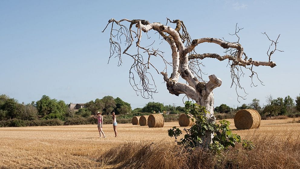 arbol seco