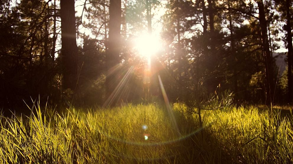 bosque