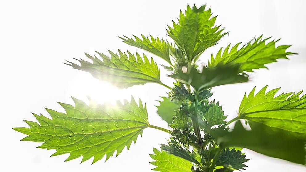 nettle