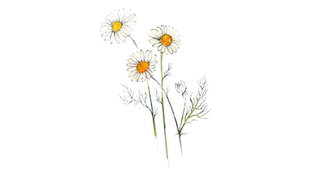 Chamomile