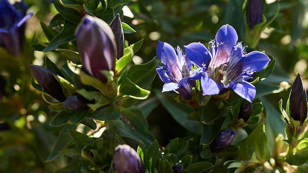 blue gentian plant with blossoms