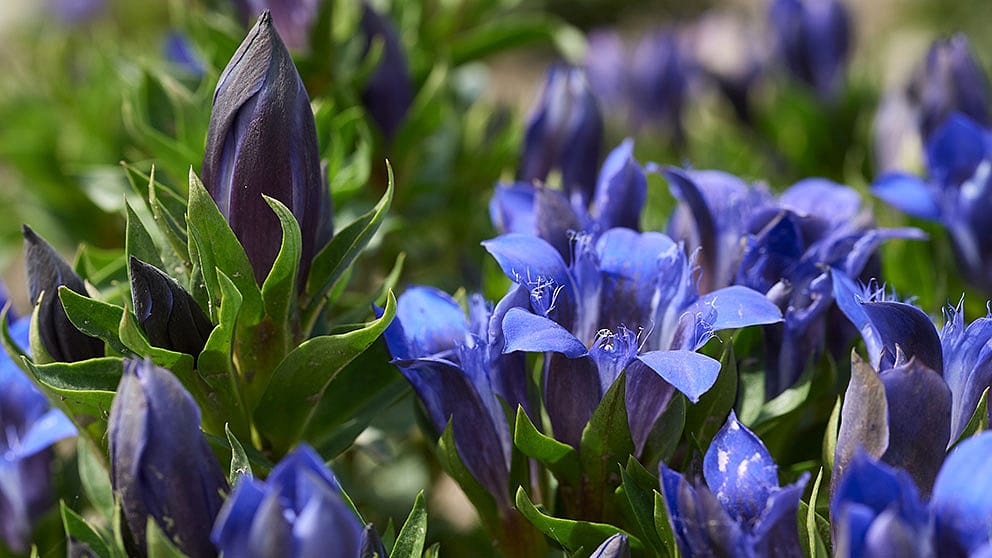 blue gentian field