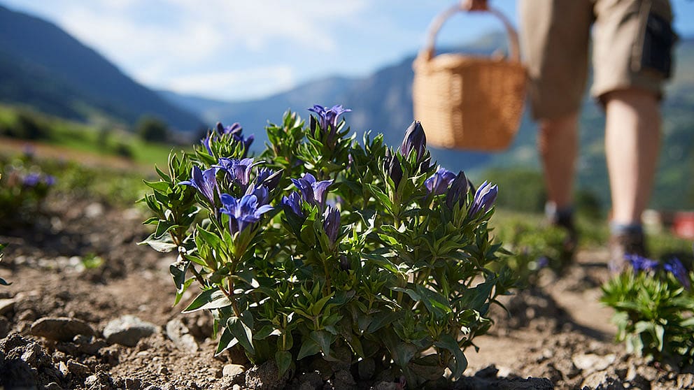 blue genian harvest