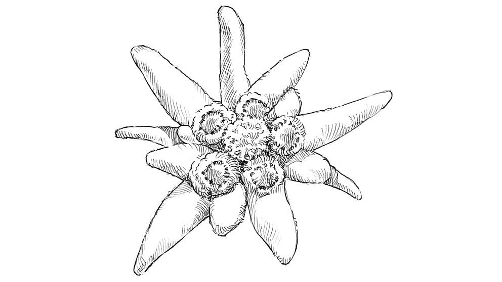 Edelweiss