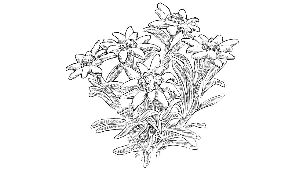Edelweiss