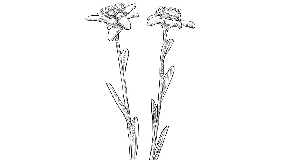 Edelweiss