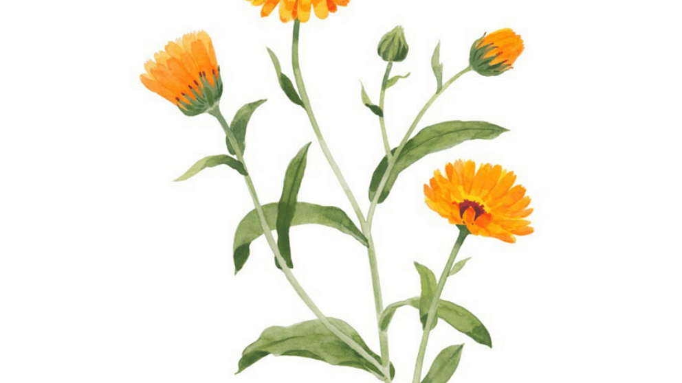 calendula