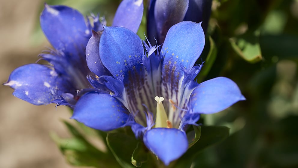 blue gentian flower