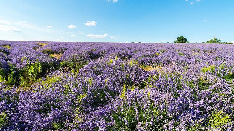 campo lavanda